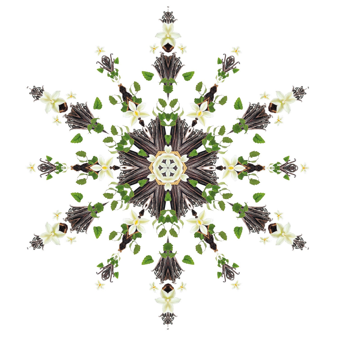 Splendeur Vanillée